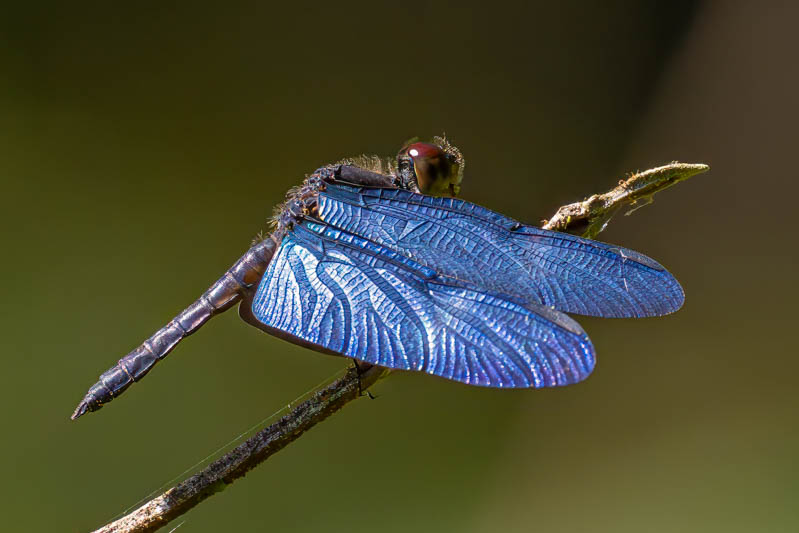 Zenithoptera fasciata (Amazon Sapphirewing)-3.jpg
